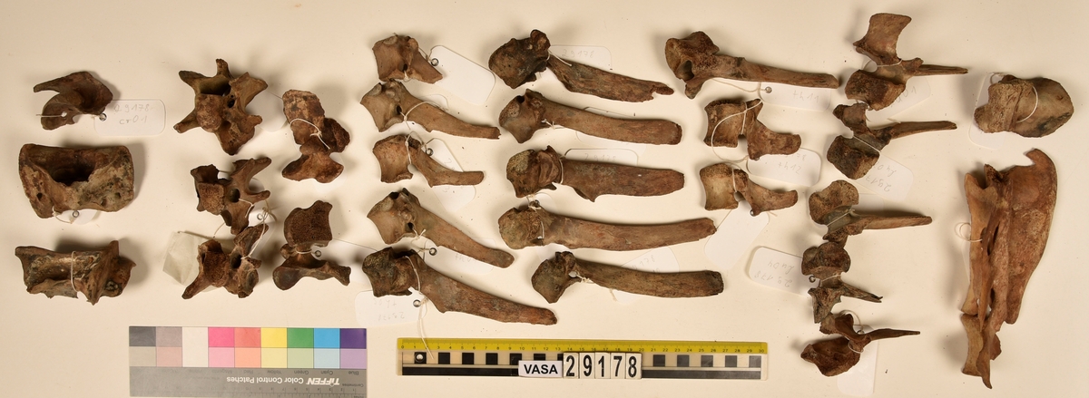 Ben från nötkreatur (Bos taurus).
2 st. överarmsben (humerus sin/dx).
2 st. strålben (radius sin/dx).
2 st. armbågsben (ulna sin/dx).
2 st. lårben (femur sin/dx).
2 st. skenben (varav en är i två delar)(tibia sin/dx).
2 st. hälben (calcaneus sin/dx).
2 st. språngben (astragalus sin/dx).
2 st. fotrotsben (os centrotarsale sin/dx).
1 st. skulderblad (scapula sin)
1 st. höftben/bäckenben i tre delar (coxae sin).
13 st. revben (costae).
1 st. kranieben/nackben (os occipitale).
1 st. första halskotan (atlas).
1 st. andra halskotan (axis).
5 st. halskotor (vertebrae cervicale).
13 st. bröstkotor (vertebrae thoracale).
6 st. ländkotor, varav en är den sista ländkotan (vertebrae lumbale).
1 st. korsben (sacrum).