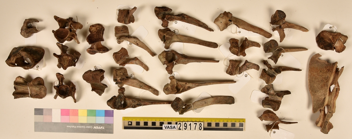 Ben från nötkreatur (Bos taurus).
2 st. överarmsben (humerus sin/dx).
2 st. strålben (radius sin/dx).
2 st. armbågsben (ulna sin/dx).
2 st. lårben (femur sin/dx).
2 st. skenben (varav en är i två delar)(tibia sin/dx).
2 st. hälben (calcaneus sin/dx).
2 st. språngben (astragalus sin/dx).
2 st. fotrotsben (os centrotarsale sin/dx).
1 st. skulderblad (scapula sin)
1 st. höftben/bäckenben i tre delar (coxae sin).
13 st. revben (costae).
1 st. kranieben/nackben (os occipitale).
1 st. första halskotan (atlas).
1 st. andra halskotan (axis).
5 st. halskotor (vertebrae cervicale).
13 st. bröstkotor (vertebrae thoracale).
6 st. ländkotor, varav en är den sista ländkotan (vertebrae lumbale).
1 st. korsben (sacrum).