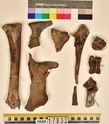 Djurben från maten ombord på skeppet Vasa