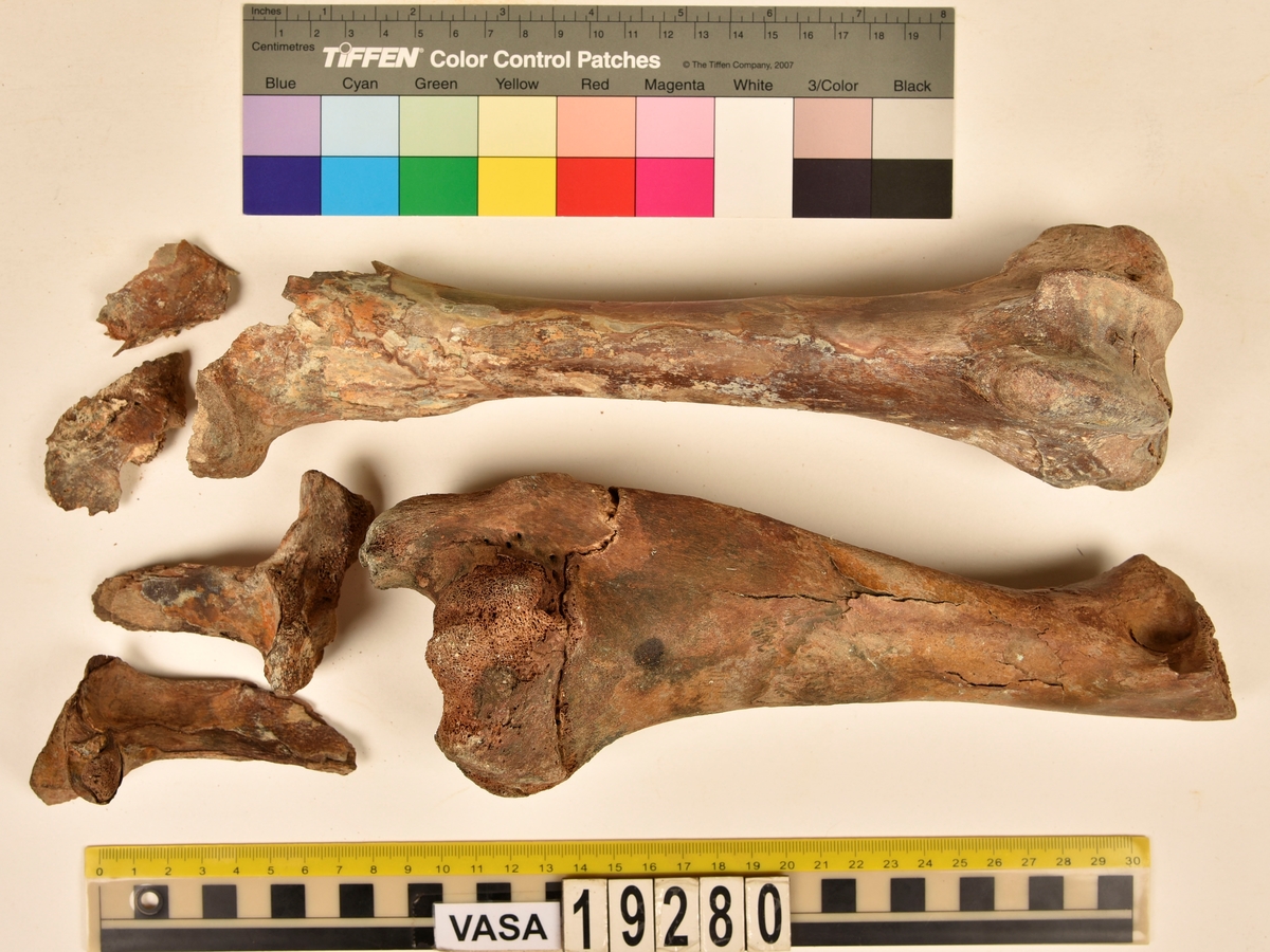Ben från nötkreatur (Bos taurus).
1 st. överarmsben (humerus).
2 st. delar av ländkotor (vertebrae lumbale).
1 st. lårben (femur) samt två små fragment som har lossnat från lårbenets övre del.