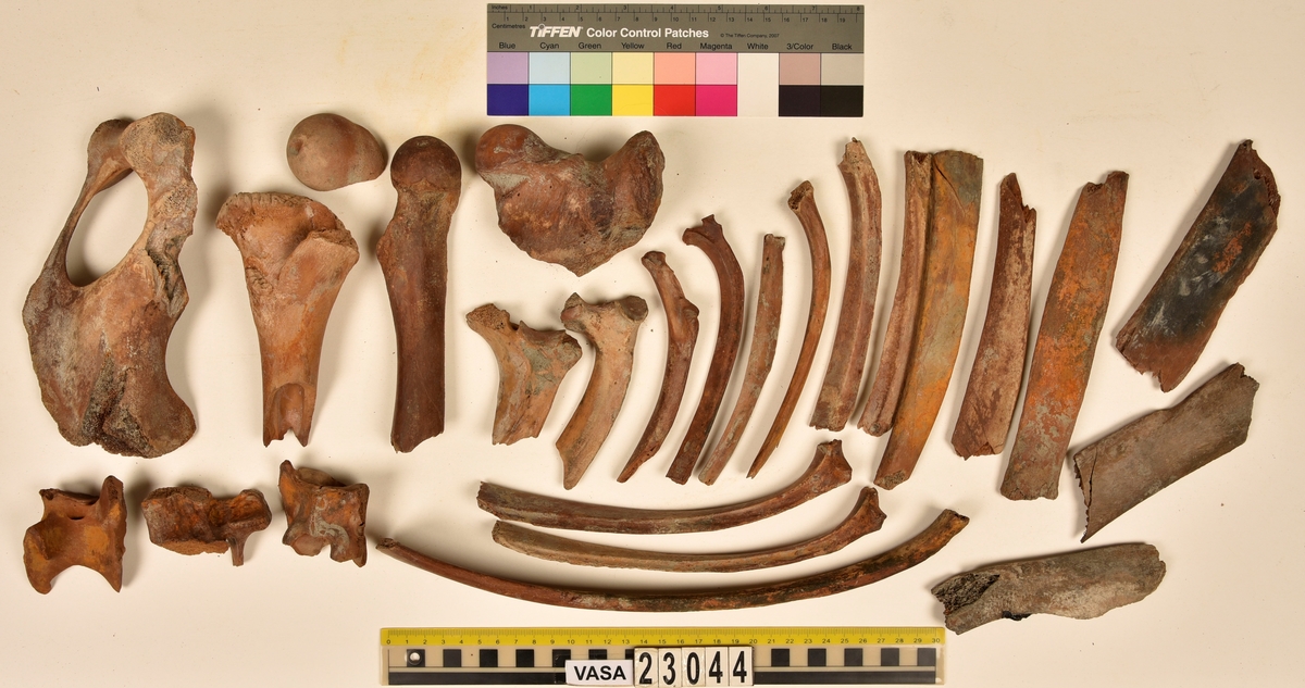 Ben från nötkreatur (Bos taurus).
17 st. delar av revben (costae).
1 st. del av bäckenben (pelvis).
1 st. del av första halskotan (atlas).
1 st. del av halskota (vertebrae cervicale).
1 st. del av bröstkota (vertebrae thoracale).
4 st. delar av lårben (femur).