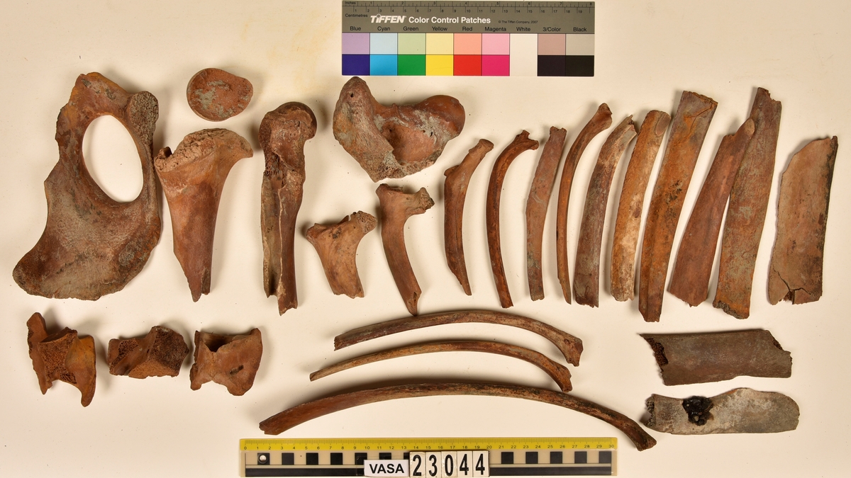 Ben från nötkreatur (Bos taurus).
17 st. delar av revben (costae).
1 st. del av bäckenben (pelvis).
1 st. del av första halskotan (atlas).
1 st. del av halskota (vertebrae cervicale).
1 st. del av bröstkota (vertebrae thoracale).
4 st. delar av lårben (femur).