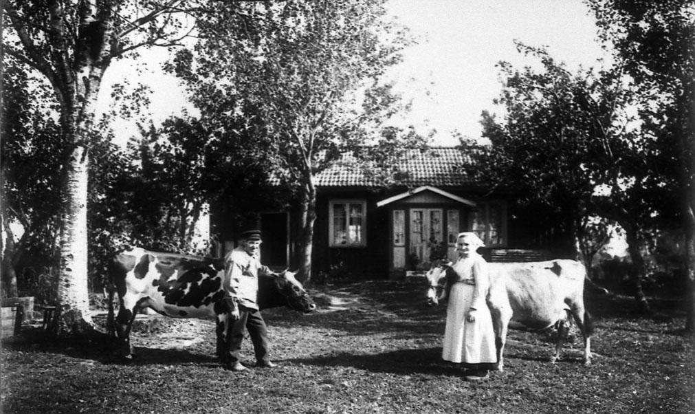 Frans och Matilda Larsson på Lervadet, Heden, Floby. De hade 2 st mycket välskötta, feta och vackra kor. Tilda gick ofta valle med korna i vägdikena och under tiden "bann" (stickade) hon på en strumpa.