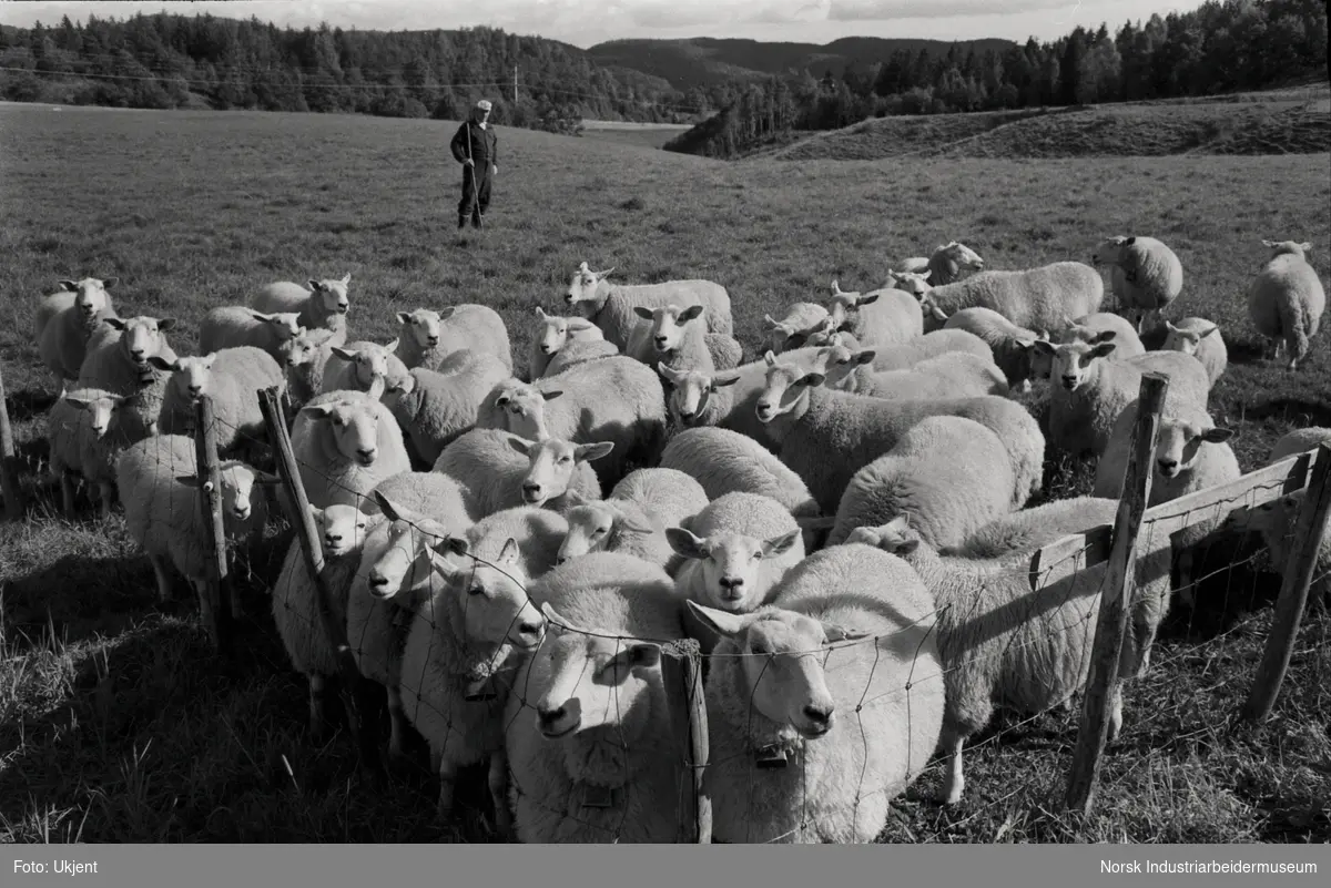 Sauer på Flåtten gård.