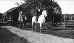 Forsvik, Grönhult år 1926. På den bruna hästen sitter gårdens arrendator Valdemar Myrman. På den vita hästen kan man sannerligen skåda en 