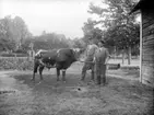 Exteriör.
Två arbetare med stor tjur i lantlig miljö. 
Fotograf: Ellen Kock? Axel Lundbäck m.fl. 
Gullspångssamlingen.
Bilder från Gullspång med omnejd.