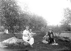 Härlunda socken. 
I Milsmadens trädgård.
Karin Andersson med Ulla Lundgren i knäet, Maja Lundgren, Eric Jansson, Margit Olsson, född Nilsson.
Foto c:a 1926.