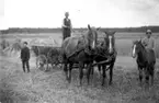 Bålerud omkring 1915.
Bröder:
Halvar Jonsson
Hjalmar Johansson
Johan Jonsson

Reprofotograf: Gunnar Berggren.