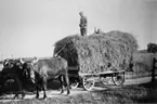 Åsen omkring 1940.
Gustav Johansson och 