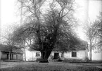 Skara. 
Kvarteret Jarlen.
Brobacka, Skrämbo och linden.