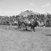 Hushållningssällskapets Utställning i Skara 14-16/6 1957:
Ko med plog.