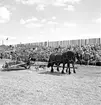 Skara. Hushållningssällskapets Utställning 14-16 juni 1957.