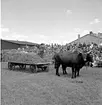 Skara. Hushållningssällskapets Utställning 14-16 juni 1957.