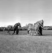 Skara. Hushållningssällskapets Utställning 14-16 juni 1957.