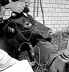 Skara. Veterinärinrättningen. Ko-operation 1958.