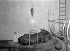 Skara. Veterinärinrättningen. Ko-operation 1958.