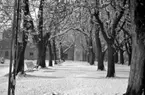 Skara.
Snöoväder i maj 1948.