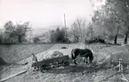 Häljesgården, Bolum. 
Hösten, rotfruktsskörd. 
Lars Eriksson lägger en stibba av sockerbetor med hästen Gunder.