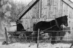 Erik Gustavsson och hästen Docka (eller Pärla), Heljesgården 1933.