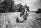 Heljesgården, Bolum.
Skörd med lie. Lars Erikssons far, Erik Gustafsson, samlar ihop till 