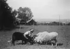 Heljesgården, Bolum.
Elsa Eriksson med fåren 1950-talet.