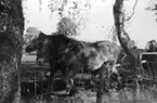 Körning med såmaskin, Heljesgården på 1940-talet.