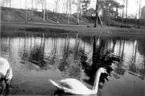 Skövde, Svandammen i Boulognerskogen. 2.5.1937.