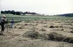 Höberg var en liten gård i Häggums socken som köptes upp när Ranstadverken skulle börja bryta uran i Billingen.
Idag finns bara husen kvar.
Den här bildserien visar det sista årets verksamhet på gården.