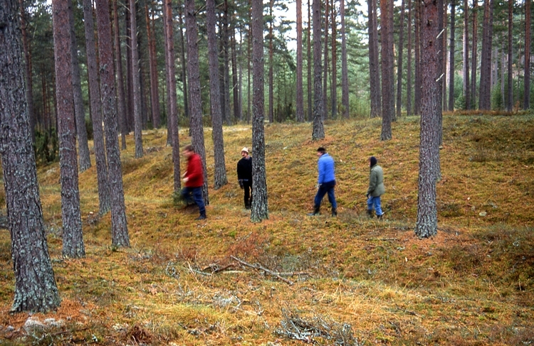 Kymbo tall = barrskogsområde.