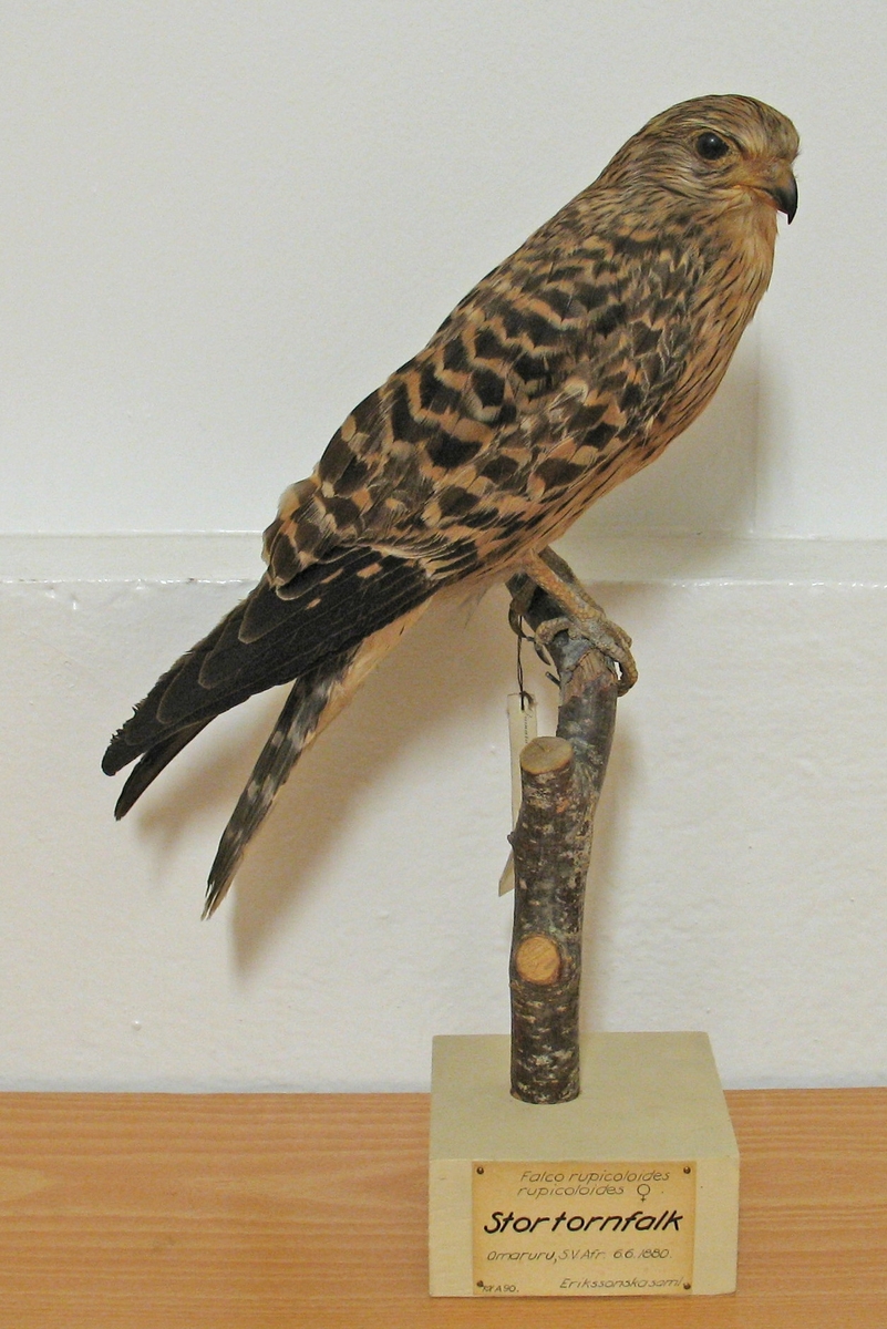 Fågel monterad på pinne.
Hona.

Falco r. rupicoloides A. Smith 1829, större tornfalk.
C. F. Lundevall (1987) - Falco r. rupicoloides A. Smith 1829, större tornfalk. 
G. Rudebeck (1955) - Falco r. rupicoloides, hona. Stor tornfalk. Omaruru, Sydvästafrika. 6.6.1880.
A. W. Eriksson - Tinnunculus rupicoloides, hona, brown. Omaruru 6/6 1880. 
Litt. Gustaf Rudebeck, South African Animal Life, vol II, Stockholm, 1955.