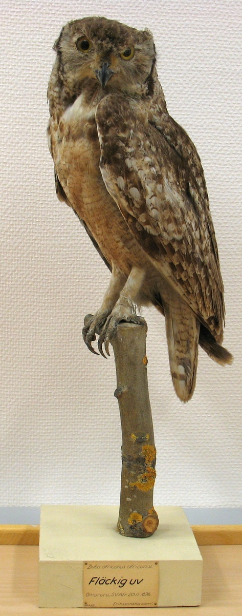 Fågel monterad på pinne.

Bubo a. africanus (Temminck) 1811, fläckuv.
C. F. Lundevall (1987) - Bubo a. africanus (Temminck) 1811, fläckuv.
G. Rudebeck (1955) - Bubo a. africanus. Fläckig uv. Omaruru, Sydvästafrika. 20.11.1876. 
A. W. Eriksson - Bubo maculosus, hona. Uggla, hona. Brilliant gult. Omaruru 20/11 1876. 
Litt. Gustaf Rudebeck, South African Animal Life, vol II, Stockholm, 1955.