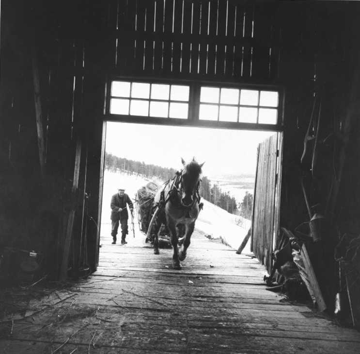 Mann, låve (inne), hest. 