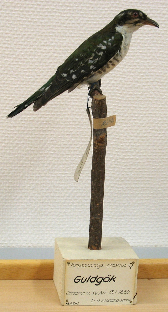 Fågel monterad på pinne.
Hona.

Chrysococcyx caprius (Boddaert) 1783, guldgök.
C. F. Lundevall (1987) - Chrysococcyx caprius (Boddaert) 1783, guldgök. 
G. Rudebeck (1955) - Chrysococcyx caprius, hona. Guldgök. Omaruru, Sydvästafrika. 13.1.1880. 
A. W. Eriksson - Chrysococcyx cupreus, hona. Omaruru 13/1 1880. 
Litt. Gustaf Rudebeck, South African Animal Life, vol II, Stockholm, 1955.