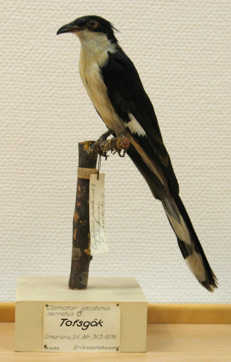 Fågel monterad på pinne.
Hane.

Clamator serratus (Sparrman) 1786, svartvit skatgök.
C. F. Lundevall (1987) - Clamator serratus (Sparrman) 1786, svartvit skatgök. 
G. Rudebeck (1955) - Clamator jacobinus serratus, hane. Tofsgök. Omaruru, Sydvästafrika. 31.3.1876. 
A. W. Eriksson - Oxylophus jacobinus, hane, dark brown. Omaruru 31/3 1876. 
Litt. Gustaf Rudebeck, South African Animal Life, vol II, Stockholm, 1955.