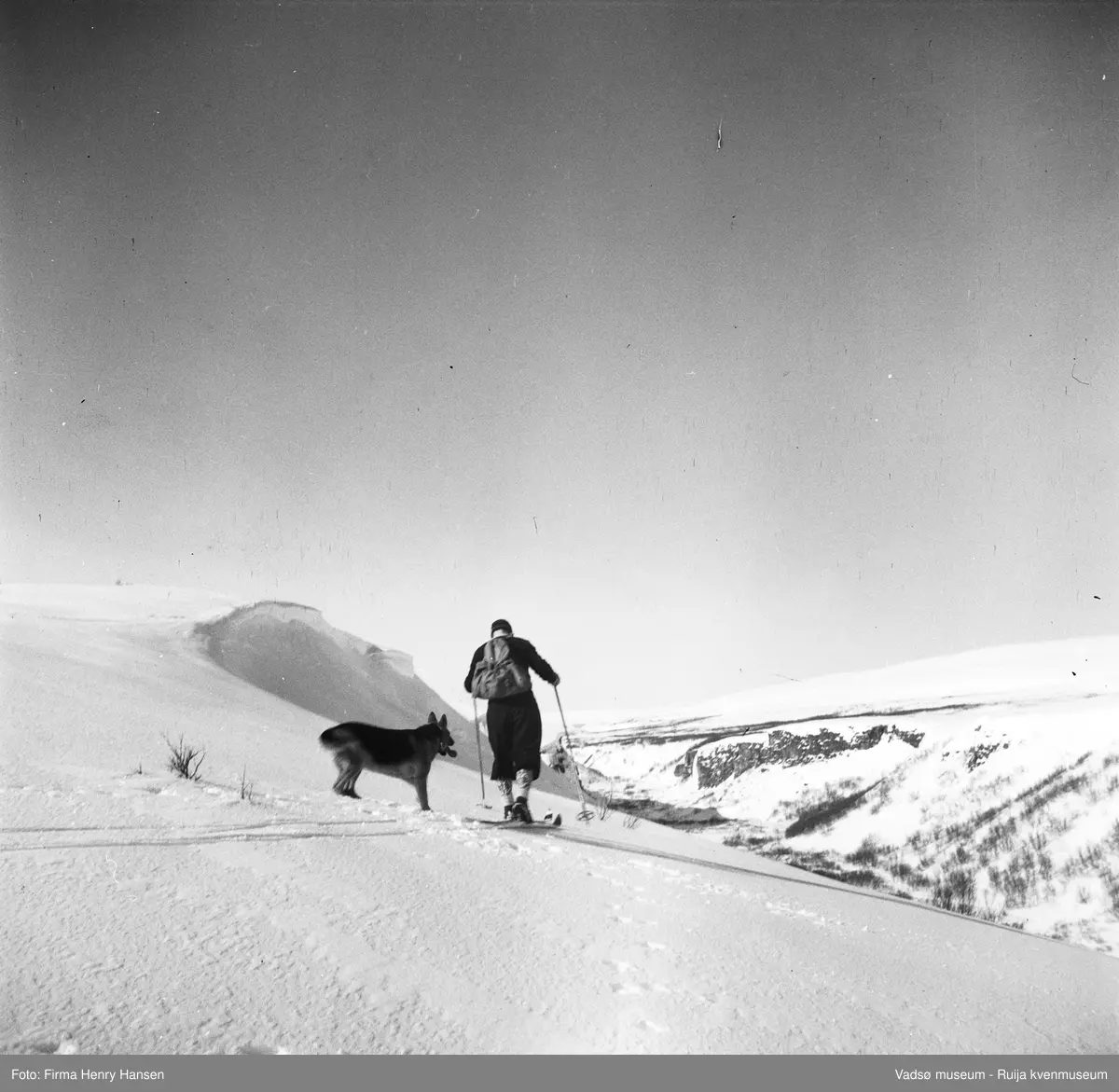 Skiløper og hund i Tomaselvdalen, vest for Vadsø by, sett mot syd.