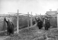 Lövgrund. På Gistvallen. Från vänster, fiskarna Gustaf Söder