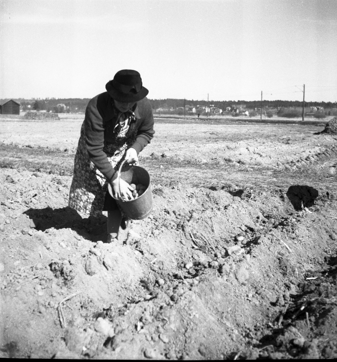 Potatissättning.
Våren 1940