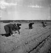 Potatissättning.
Våren 1940