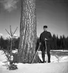 Tallen vid stormuren med skog o jägmästare Axel Jonsson. 1942
