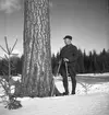 Tallen vid stormuren med skog o jägmästare Axel Jonsson. 1942