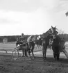 Stora varmblodsloppet.

Oktober 1947