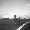 Trav 6/10 1946.

Segrare Scotchman.