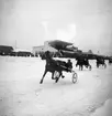 Trav den 10/3-1946