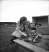 Premering för höstmeetingen.
Travet den 26/8 -1947