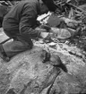 En iller på bygget blir matad. 1946