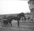 Jubileumsloppet, travet 27/4 1946.

Segrare nummer. 9 