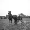 Jubileumsloppet, travet 27/4 1946.

Segrare nummer. 9 