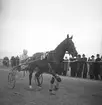 Amatörloppet, travet 14/4 1946.