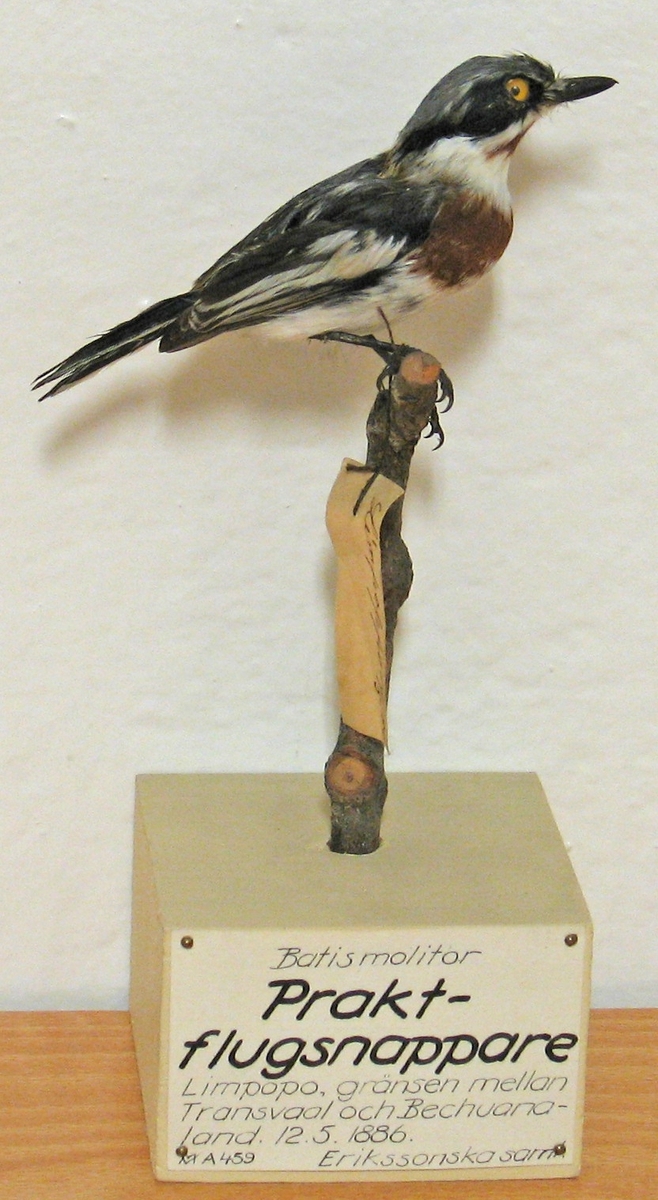 Fågel monterad på pinne.

Batis m. molitor (Küster) 1850, praktflugsnappare.
C. F. Lundevall (1987) - Batis m. molitor (Küster) 1850, praktflugsnappare. 
G. Rudebeck (1955) - Batis sp. ind. Praktflugsnappare. Limpopo, gränsen mellan Transvaal och Bechuanaland. 12.5.1886. 
A. W. Eriksson - Batis molitor. Iris bright lemon yellow. Limpoppo 12/5 1886. 
Litt. Gustaf Rudebeck, South African Animal Life, vol II, Stockholm, 1955.