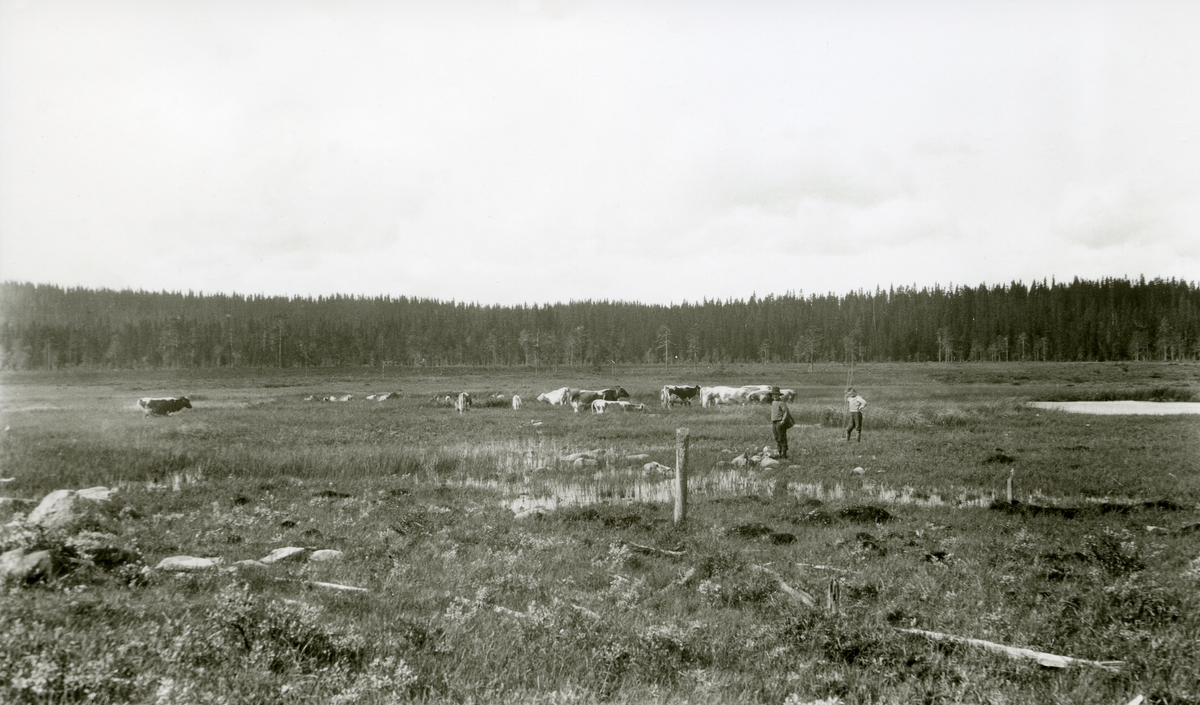 Karsten Oleiv Tandåneset (20/12 1908) og Olav Galaasen, Martins (22/8 1910) i Galåsen.